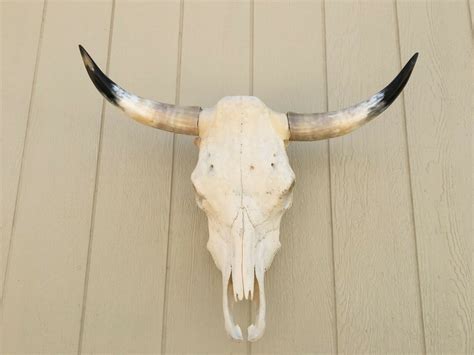 Real Longhorn Steer Skull 6 Feet 5 Wide Unpolished Bull Horn Mounted ...