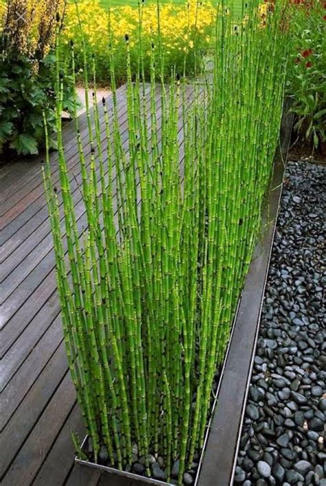 Water Bamboo – BlackWater Aquatics
