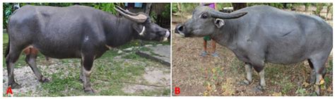 Population Structure, Morphology, and Health Assessment of Philippine ...