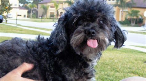 Image result for Lhasapoo Grooming Kit