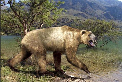 Prehistoric short-faced bear, Agriotherium: An extinct genus of omnivorous bears in Miocene ...
