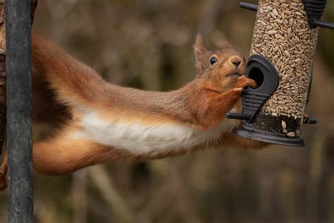 Keep Squirrels Away From Bird Feeders—Without Harm In Ohio