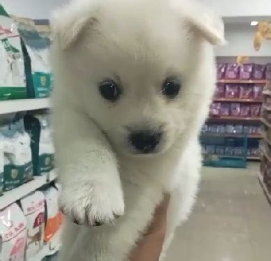 Pomeranian Price In Bangalore - Best For Pets