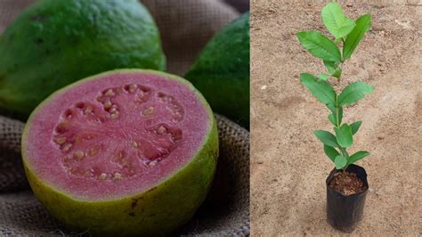 Red Diamond Guava Grafted Live Plant - Sweet Seedless Jamrukh Amrud ...