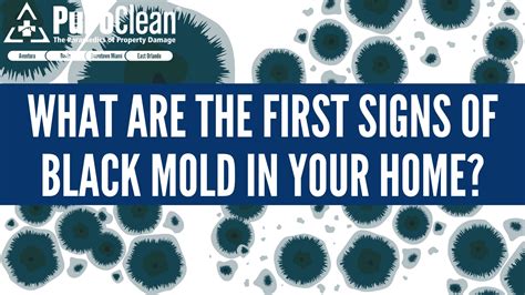 Black Mold In Your Home, First Signs to Look Out For - symptoms of black mold infection