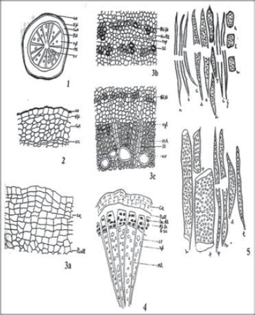 Pharmacognostic investigation of stem
