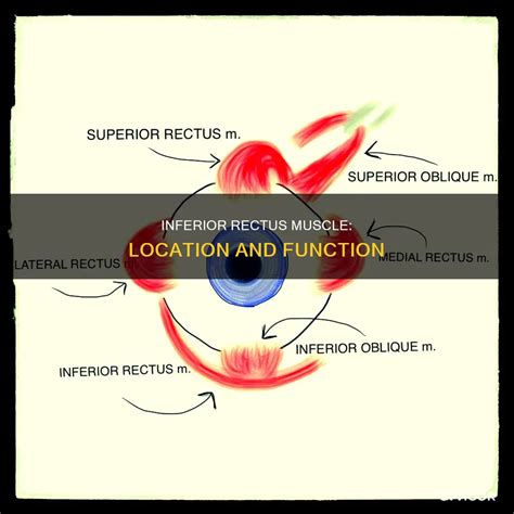 Inferior Rectus Muscle: Location And Function | CyVigor