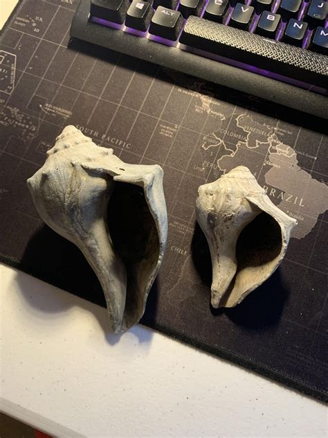 Image result for SC Shells