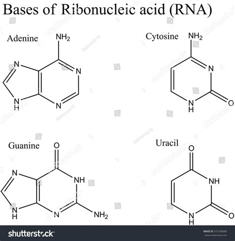 Structure Ribonucleic Acid RNA Nucleobases Adenine Stock Illustration 372328090 - Shutterstock