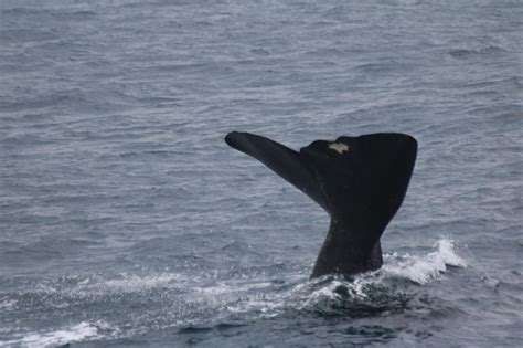 Und weiter geht es mit Pottwal Sichtungen!