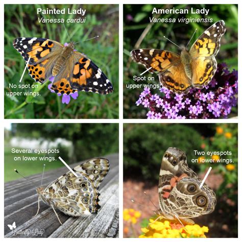 Butterfly Lady | Education, Gardening and Fun: Spreading the Joy of ...