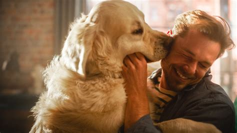 Common misconceptions about dogs, debunked