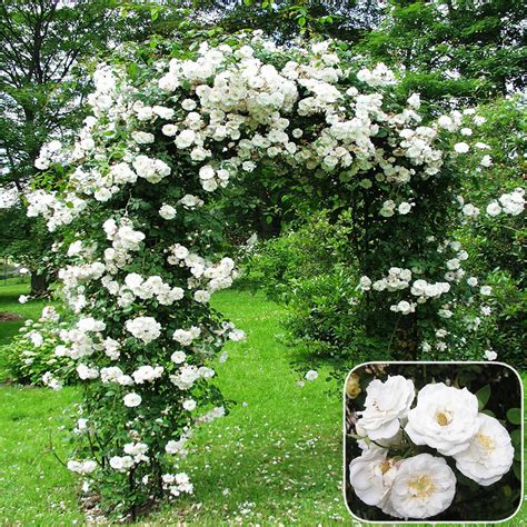 Rose Bushes Perennial at Madeleine Frayne blog