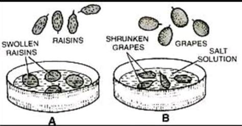 Describe an activity to demonstrate endosmosis and exosmosis . Draw a ...