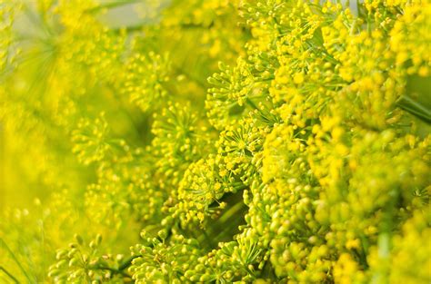 2500 BOUQUET DILL Anethum Graveolens Herb Flower Seeds - Walmart.com