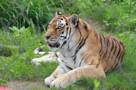 ZOO DE GRANBY (2026) All You Need to Know BEFORE You Go (with Photos ...