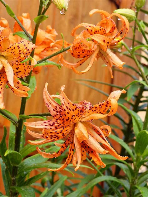 7 Different Types of Lilies for an Elegant Garden