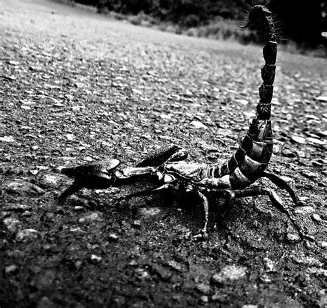 "Agressive Scorpion": Grey Photography by Rahmat Nugroho | ArtZolo.com