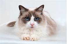 cat breed most expensive cat breeds in the world cat breed most expensive cat breeds in the world
