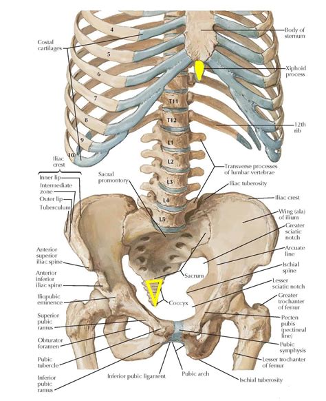Anatomy Xiphoid Process Human Anatomy Manubrium Images, Stock Photos
