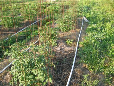 Homemade PVC Pipe Irrigation 的图像结果