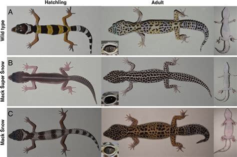 Leopard Gecko Morphs Chart Small Scale Leopard Gecko Breeding 101
