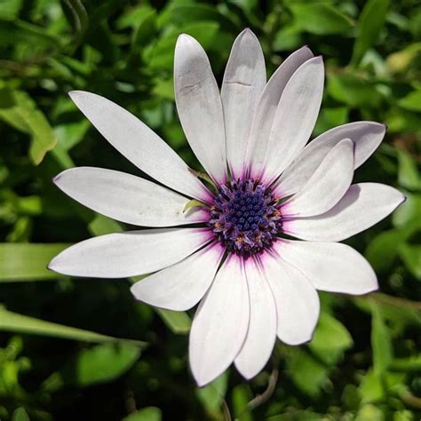 FEVESTA African Daisy (Dimorphotheca fruticosa) Seed Price in India ...
