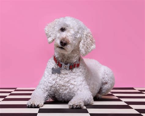 Image result for Cockapoo Waffle Dog