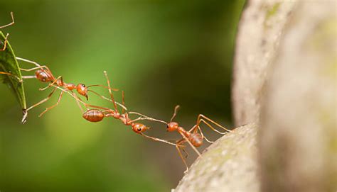 Fire Ant Control | Florida Pest Control Jacksonville FL