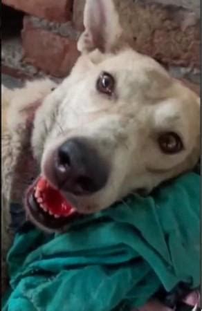 Maneka Gandhi's animal hospital staff tortures sick dog to death; even ...