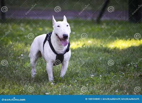 White English Terrier