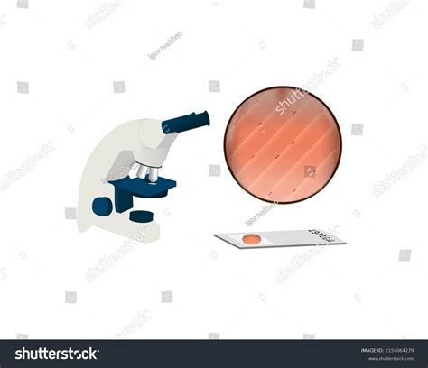 Image result for Tissue Sample Drawing Under Microscope