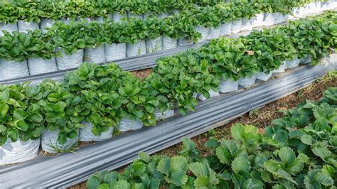 Alpha Plastomers | Packaging Solution | Leading Manufacturer in India