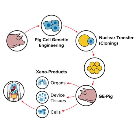 Improving The Compatibility Of Pig Organs For Transplantation Into Humans