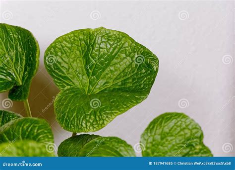 Leaves of a Japanese Horseradish Plant, Eutrema Japonicum Stock Image ...
