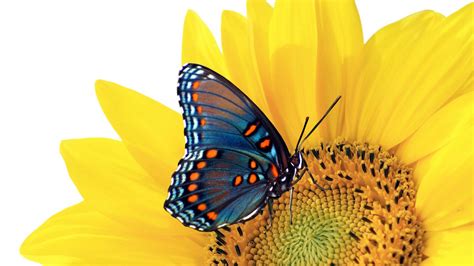 Image result for Java Setting Enable