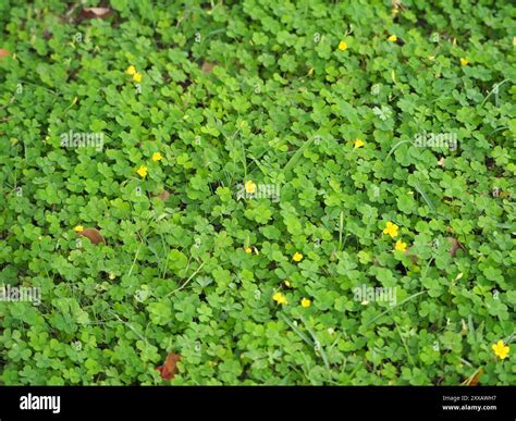 Creeping Woodsorrel (Oxalis corniculata) Plantae Stock Photo - Alamy