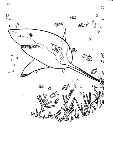 Free Shark Color Pages | Activity Shelter