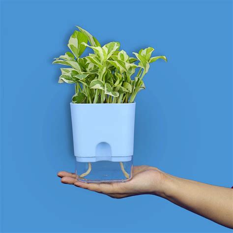 Aquaflow Self Watering Pot