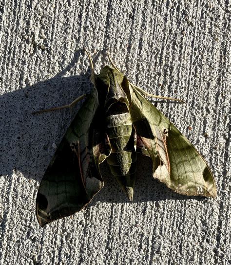 Found this camo moth not taking advantage of nearby foliage. (OC) : r/moths