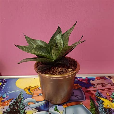 Bhajanlal Greenery Live Sansevieria Green Air Purifying Indoor Small ...