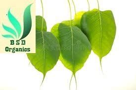 BSD Organics Peepal Leaves/Arasa illai for Skin care, Oral care, Tea ...