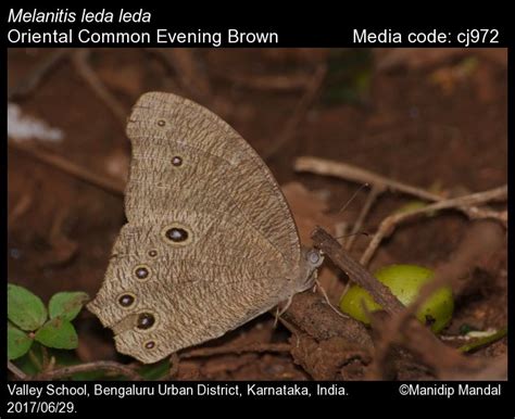 Melanitis leda | Butterfly