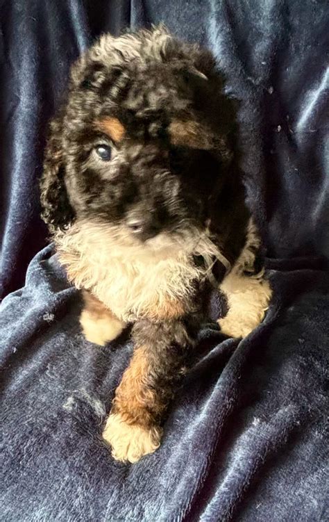 Image result for Cockapoo Dogs for Rehoming