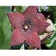 Succulent Stapelia Orbea Melanantha Live Plant : Amazon.in: Garden ...