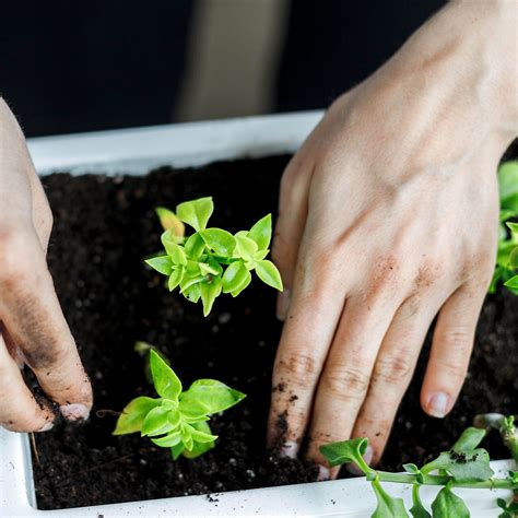 Image result for How to Use Stim Root Powder