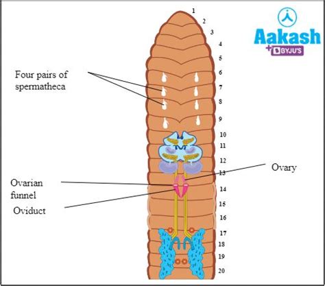 Reproductive System of Earthworm in Biology: Definition, Types and ...