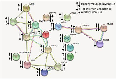 Menstrual Blood-Derived Endometrial Stem Cells’ Impact for the ...