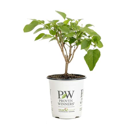 Proven Winners ColorChoice 6" Purple Scentara Double Blue Lilac Live ...