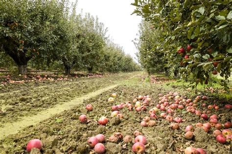 Image result for Small Apple Tree Farm